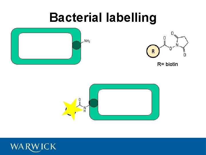 Bacterial labelling R= biotin 