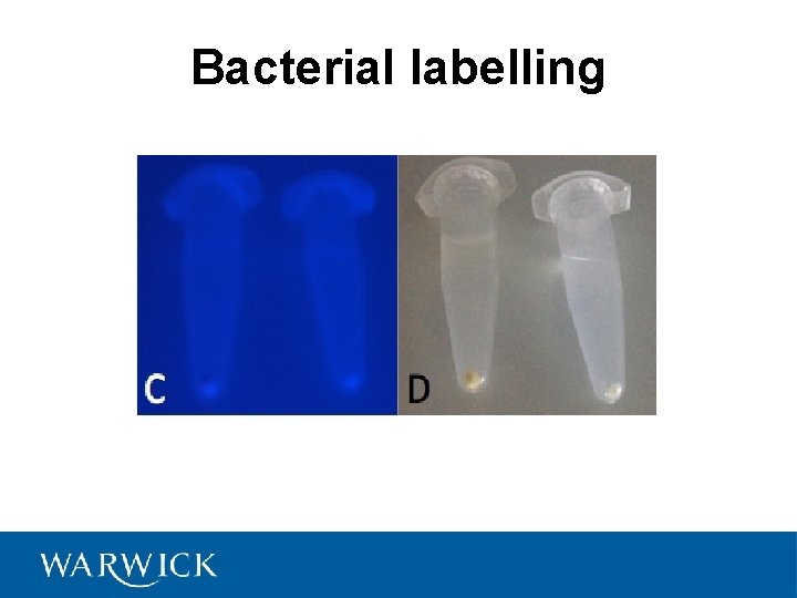 Bacterial labelling 