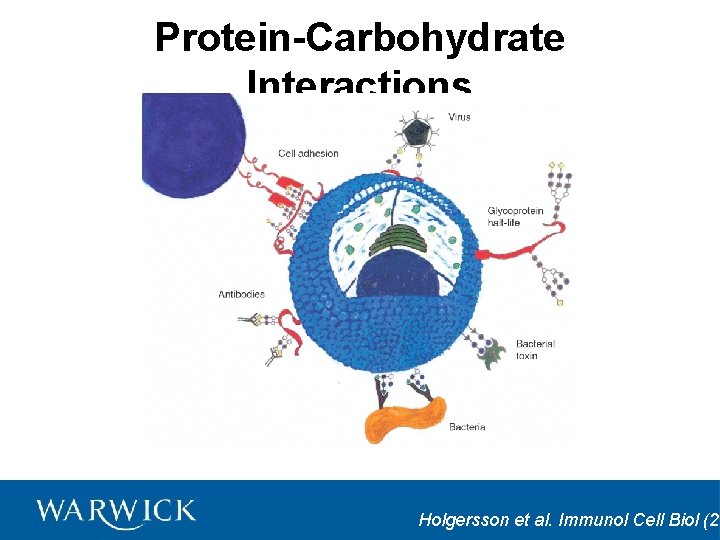 Protein-Carbohydrate Interactions Holgersson et al. Immunol Cell Biol (20 