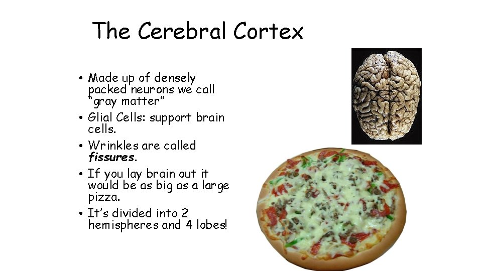The Cerebral Cortex • Made up of densely packed neurons we call “gray matter”