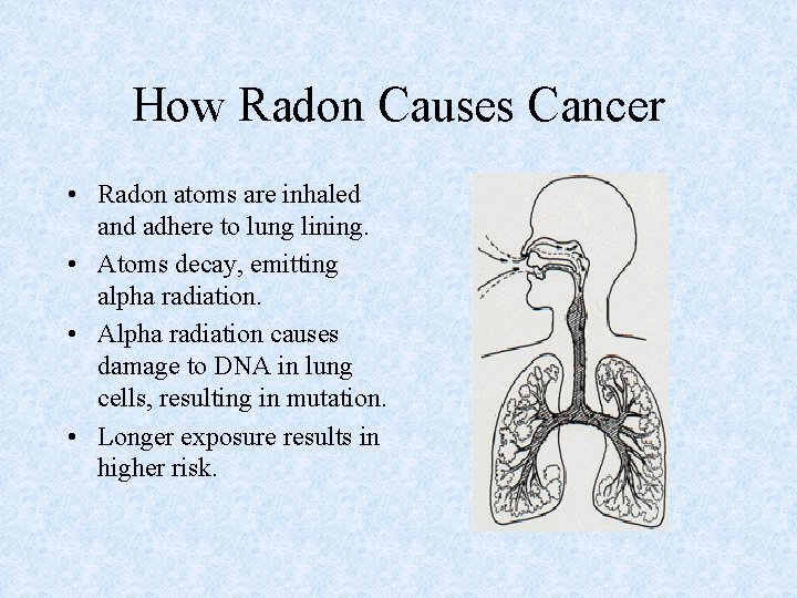 How Radon Causes Cancer • Radon atoms are inhaled and adhere to lung lining.