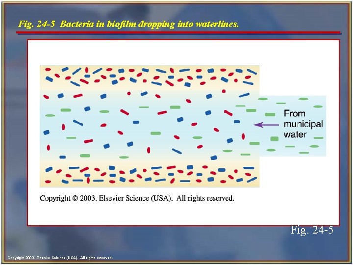 Fig. 24 -5 Bacteria in biofilm dropping into waterlines. Fig. 24 -5 Copyright 2003, Fig. 24 -5 Bacteria in biofilm dropping into waterlines. Fig. 24 -5 Copyright 2003,