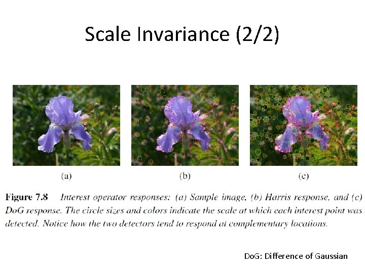 Scale Invariance (2/2) Do. G: Difference of Gaussian 