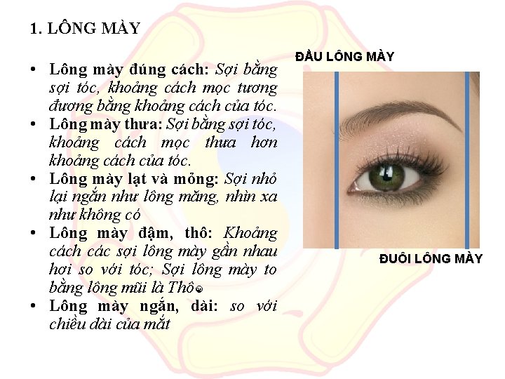 1. LÔNG MÀY • Lông mày đúng cách: Sợi bằng sợi tóc, khoảng cách