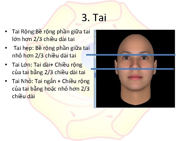 3. Tai • Tai Rộng: Bề rộng phần giữa tai lớn hơn 2/3 chiều