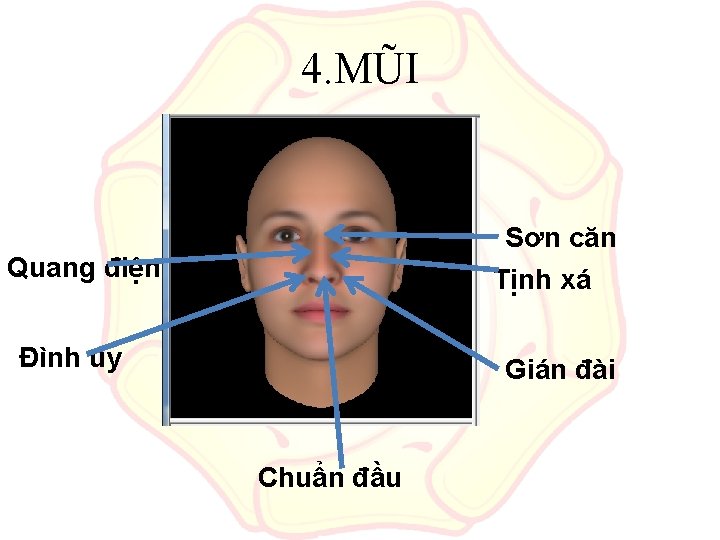 4. MŨI Sơn căn Quang điện Tịnh xá Đình úy Gián đài Chuẩn đầu