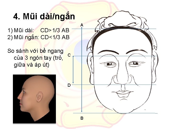 4. Mũi dài/ngắn 1) Mũi dài: CD>1/3 AB 2) Mũi ngắn: CD<1/3 AB So