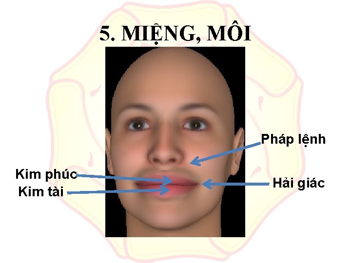 5. MIỆNG, MÔI Pháp lệnh Kim phúc Kim tài Hải giác 