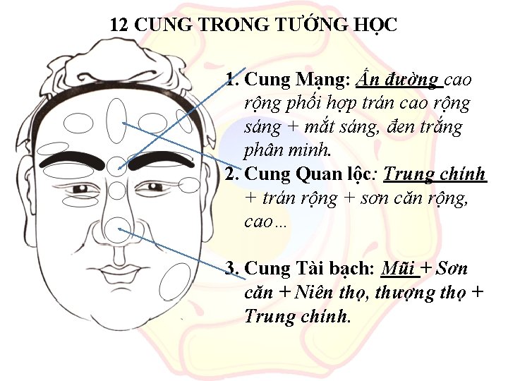 12 CUNG TRONG TƯỚNG HỌC 1. Cung Mạng: Ấn đường cao rộng phối hợp