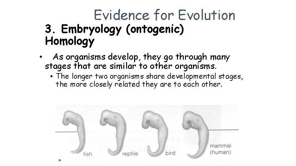 Evidence for Evolution 3. Embryology (ontogenic) Homology • As organisms develop, they go through