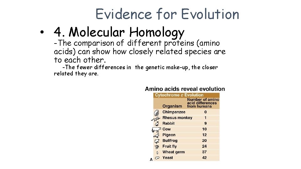 Evidence for Evolution • 4. Molecular Homology -The comparison of different proteins (amino acids)