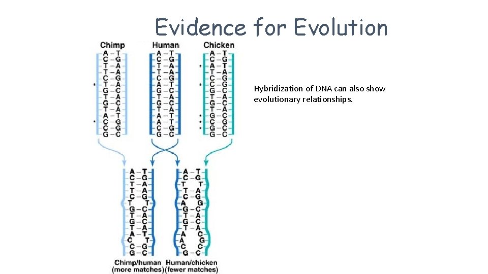 Evidence for Evolution Hybridization of DNA can also show evolutionary relationships. 