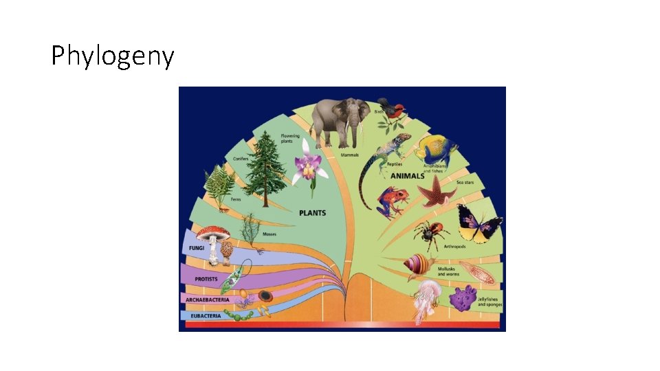 Phylogeny 