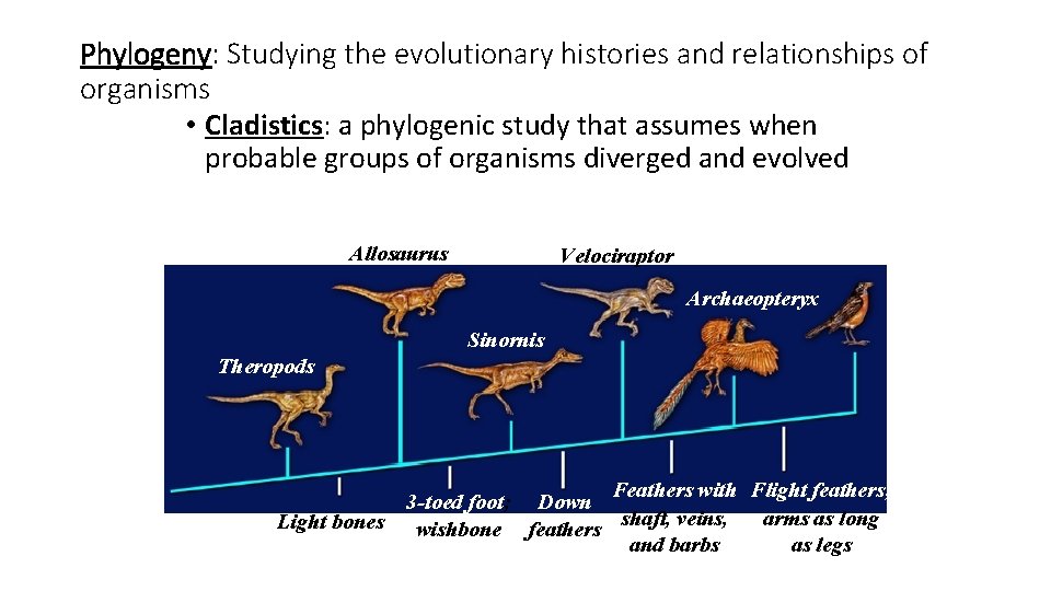 Phylogeny: Studying the evolutionary histories and relationships of organisms • Cladistics: a phylogenic study