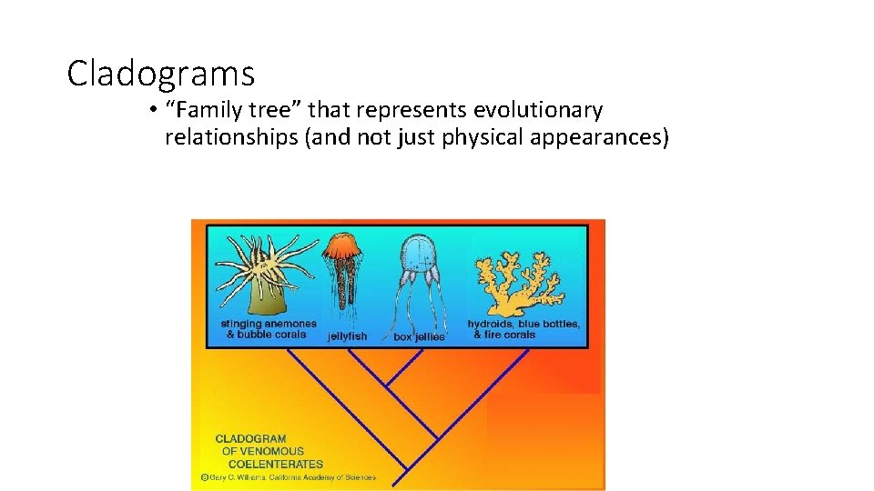 Cladograms • “Family tree” that represents evolutionary relationships (and not just physical appearances) 