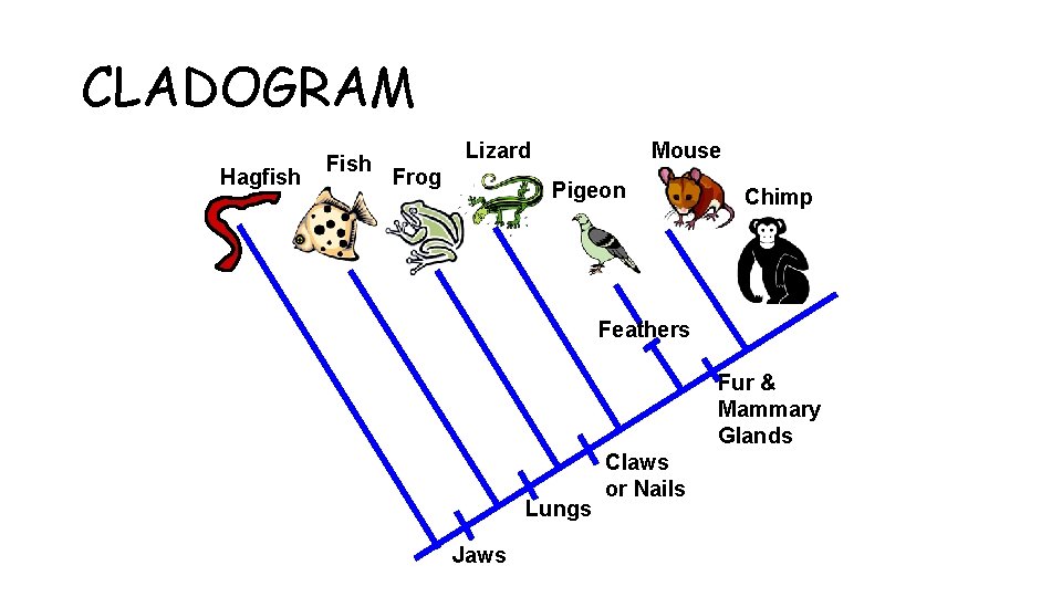 CLADOGRAM Hagfish Fish Lizard Frog Mouse Pigeon Chimp Feathers Fur & Mammary Glands Lungs