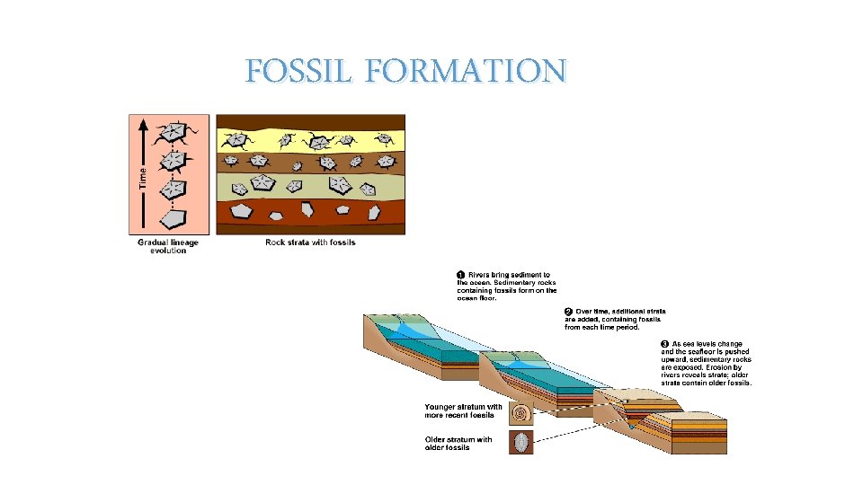 FOSSIL FORMATION 