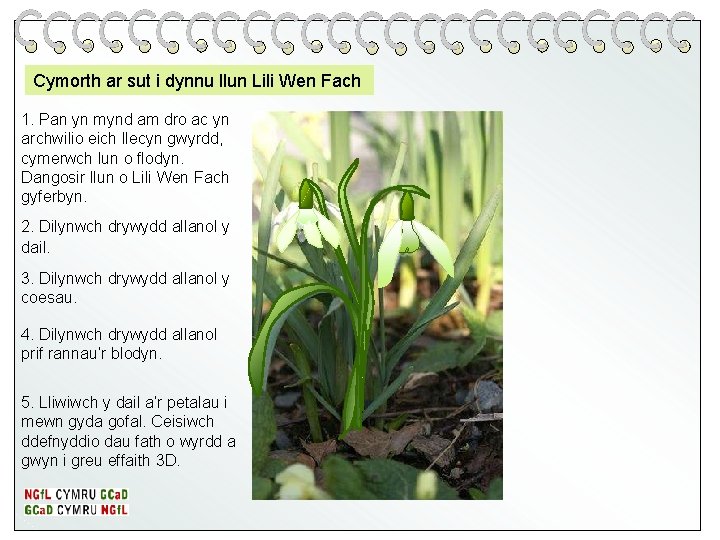 Cymorth ar sut i dynnu llun Lili Wen Fach 1. Pan yn mynd am