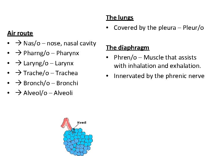 Air route • Nas/o – nose, nasal cavity • Pharng/o – Pharynx • Laryng/o