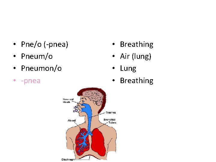  • • Pne/o (-pnea) Pneum/o Pneumon/o -pnea • • Breathing Air (lung) Lung