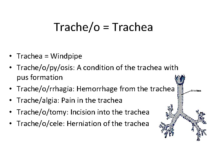 Trache/o = Trachea • Trachea = Windpipe • Trache/o/py/osis: A condition of the trachea