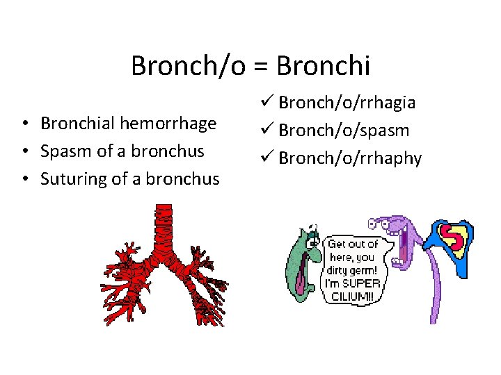 Bronch/o = Bronchi • Bronchial hemorrhage • Spasm of a bronchus • Suturing of