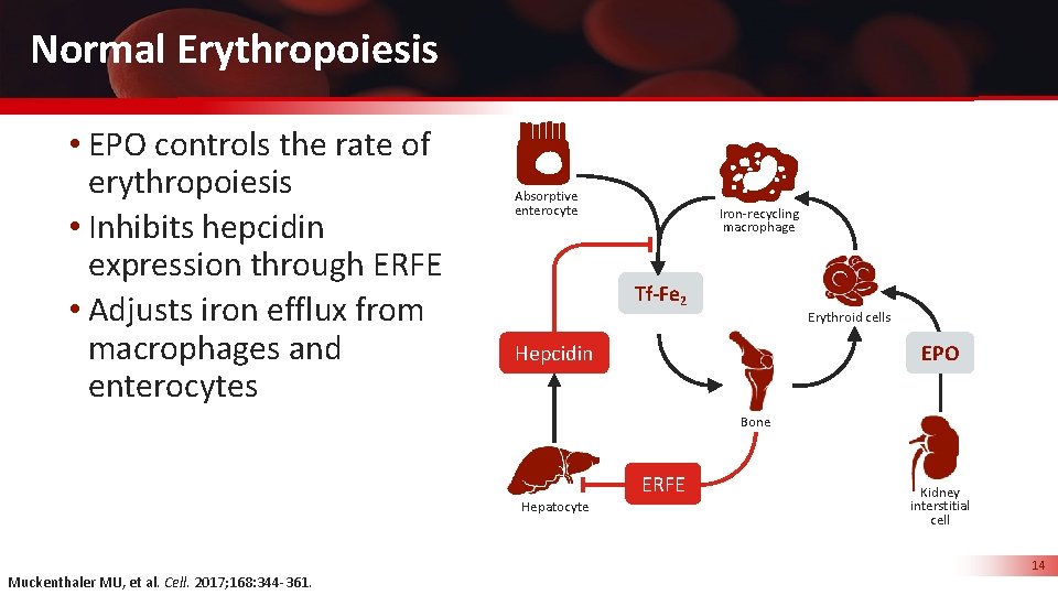 Normal Erythropoiesis • EPO controls the rate of erythropoiesis • Inhibits hepcidin expression through