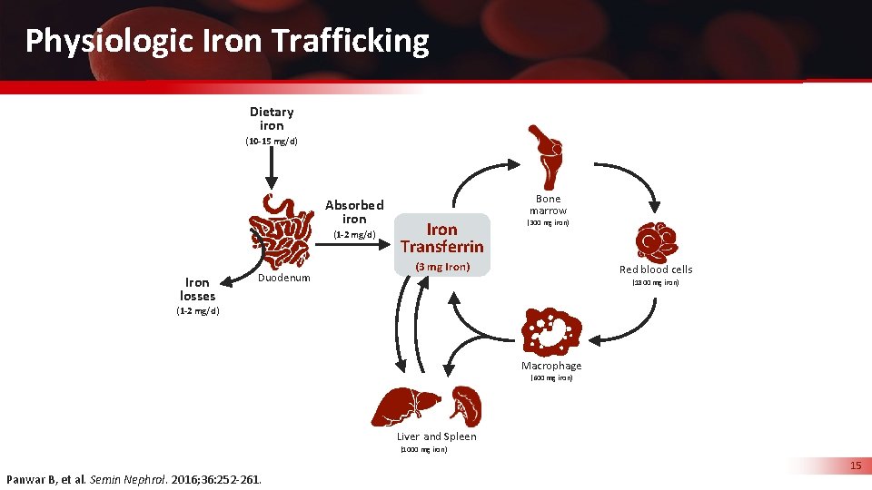 Physiologic Iron Trafficking Dietary iron (10 -15 mg/d) Absorbed iron (1 -2 mg/d) Iron