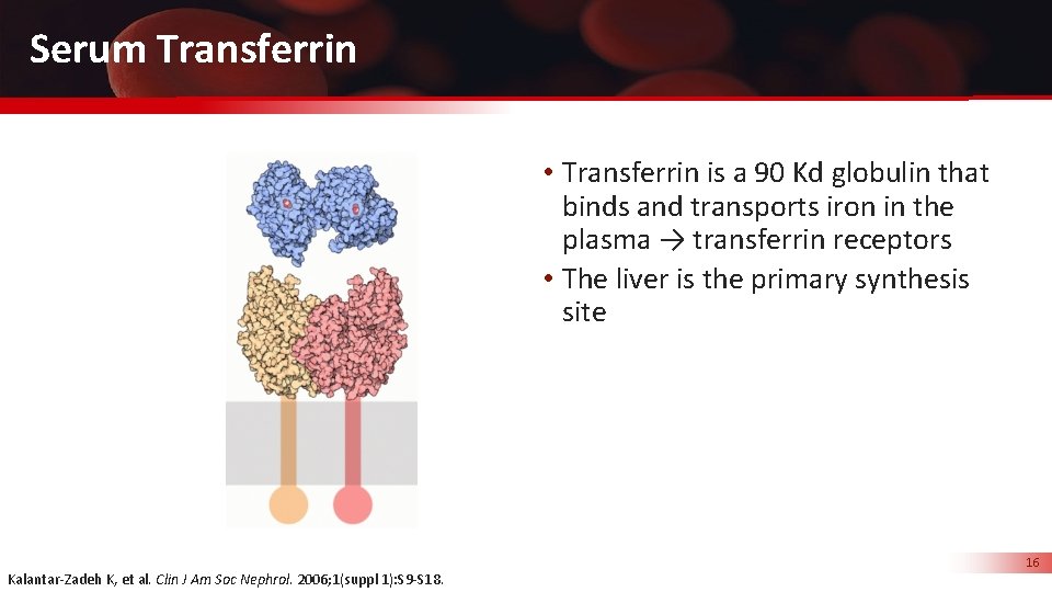 Serum Transferrin • Transferrin is a 90 Kd globulin that binds and transports iron
