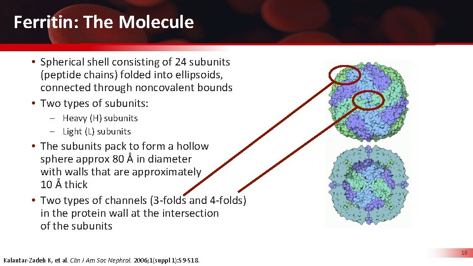 Ferritin: The Molecule • Spherical shell consisting of 24 subunits (peptide chains) folded into