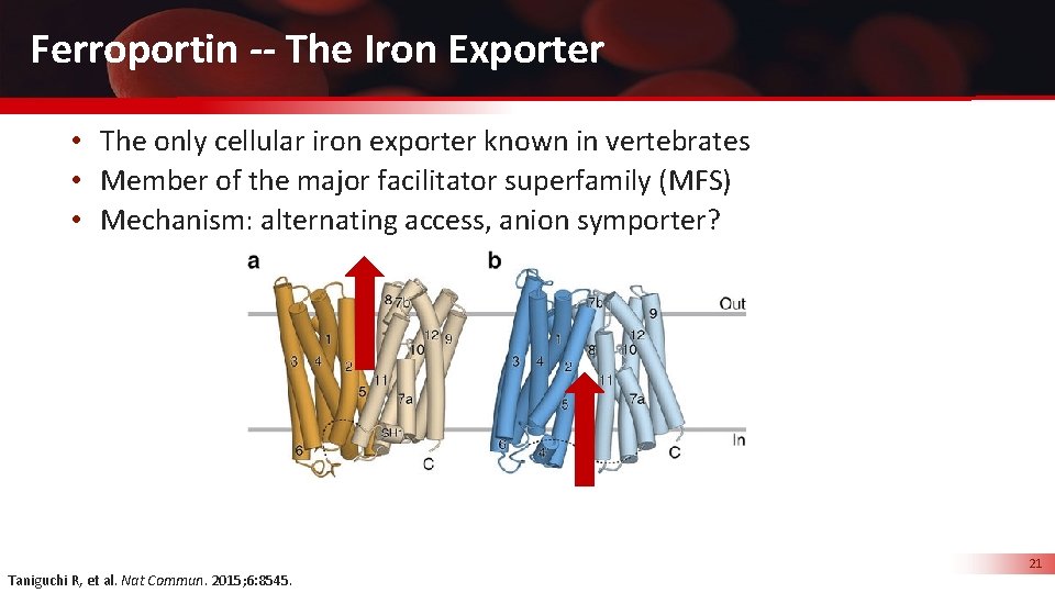 Ferroportin -- The Iron Exporter • The only cellular iron exporter known in vertebrates