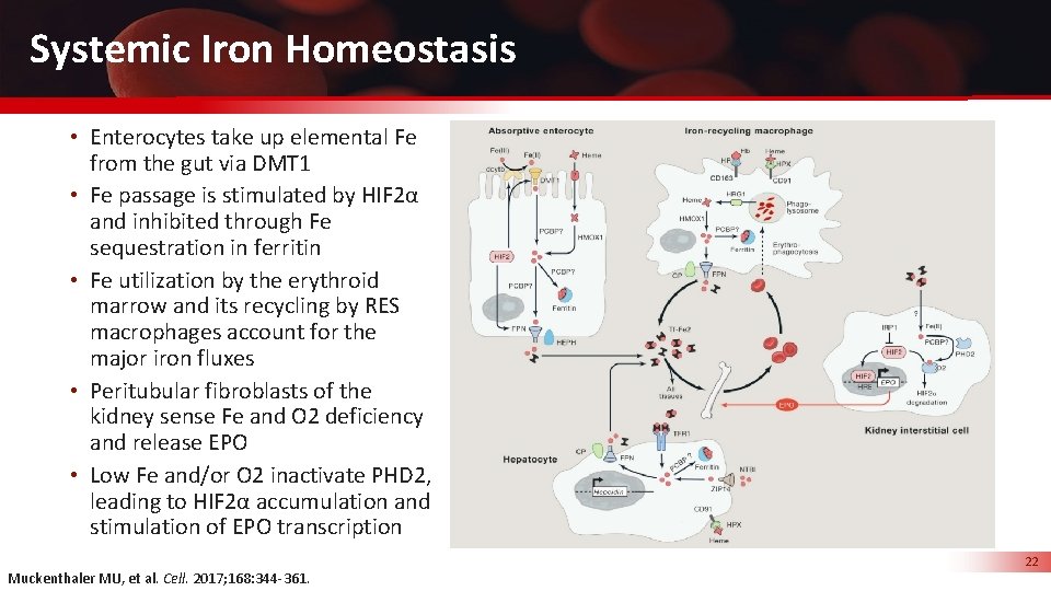 Systemic Iron Homeostasis • Enterocytes take up elemental Fe from the gut via DMT