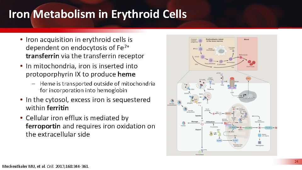 Iron Metabolism in Erythroid Cells • Iron acquisition in erythroid cells is dependent on