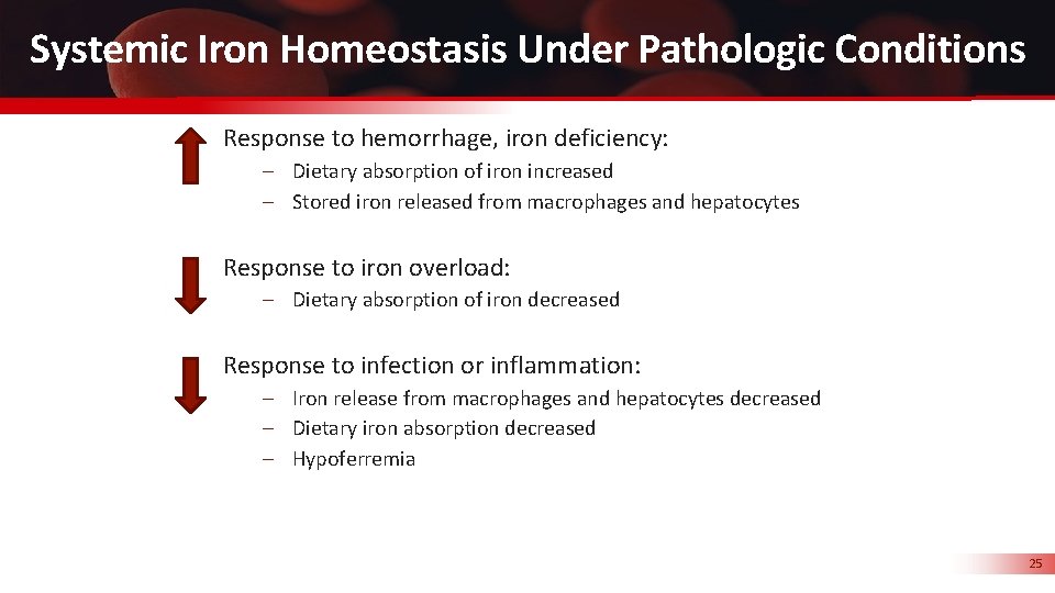 Systemic Iron Homeostasis Under Pathologic Conditions Response to hemorrhage, iron deficiency: – Dietary absorption