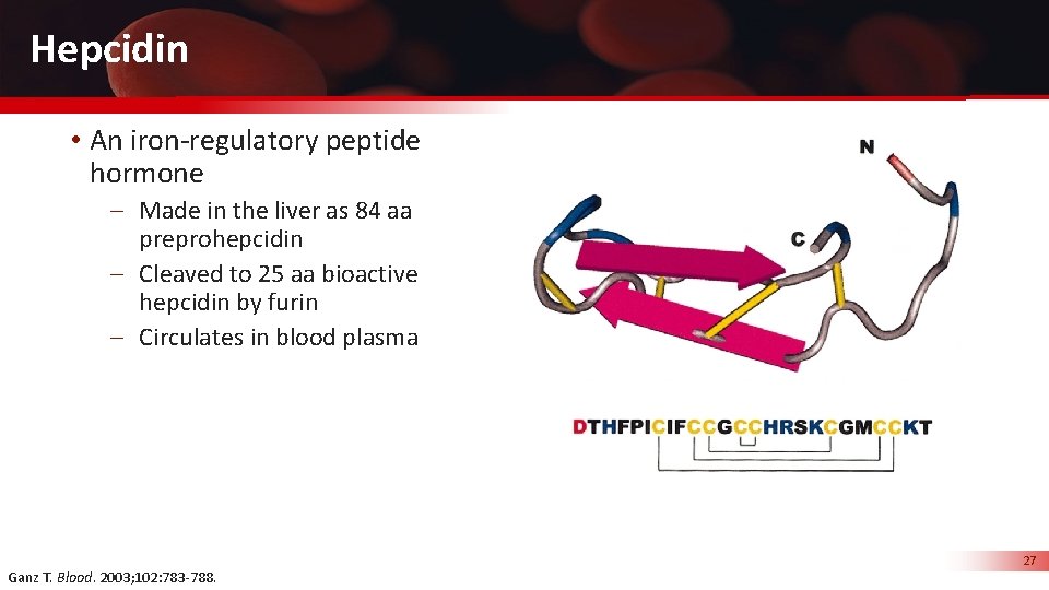 Hepcidin • An iron-regulatory peptide hormone – Made in the liver as 84 aa