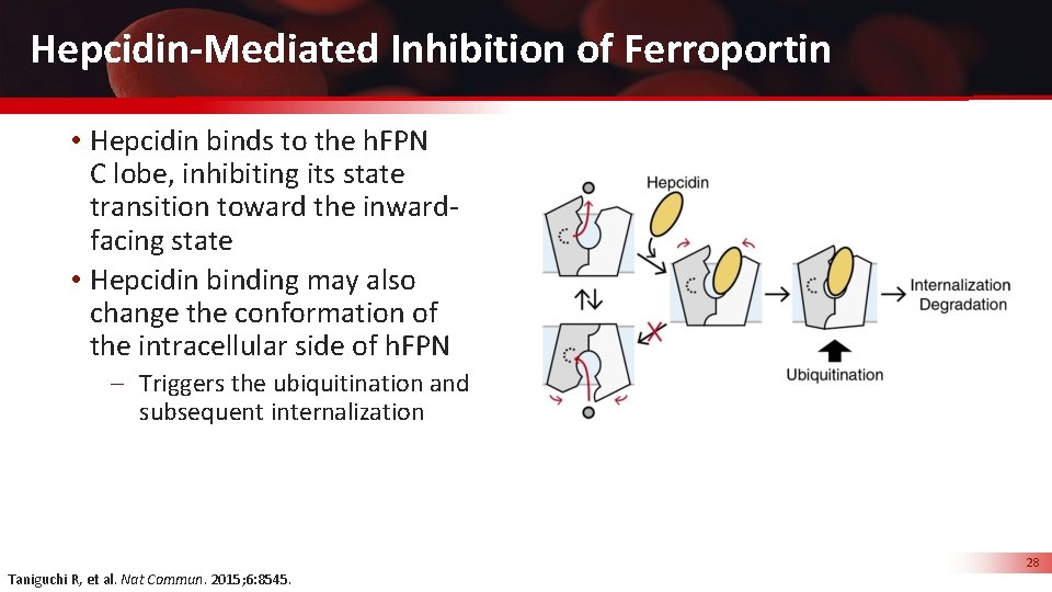 Hepcidin-Mediated Inhibition of Ferroportin • Hepcidin binds to the h. FPN C lobe, inhibiting