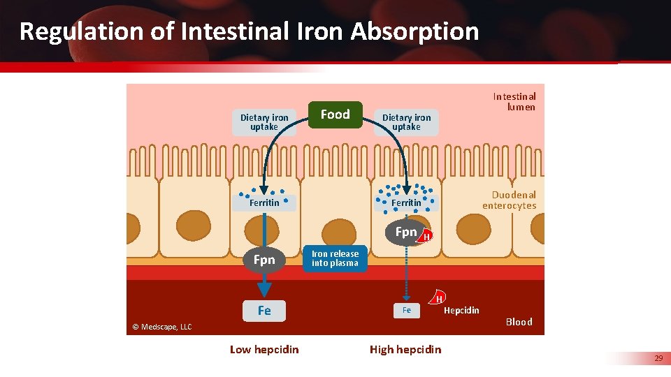 Regulation of Intestinal Iron Absorption Dietary iron uptake Food Ferritin Dietary iron uptake Duodenal