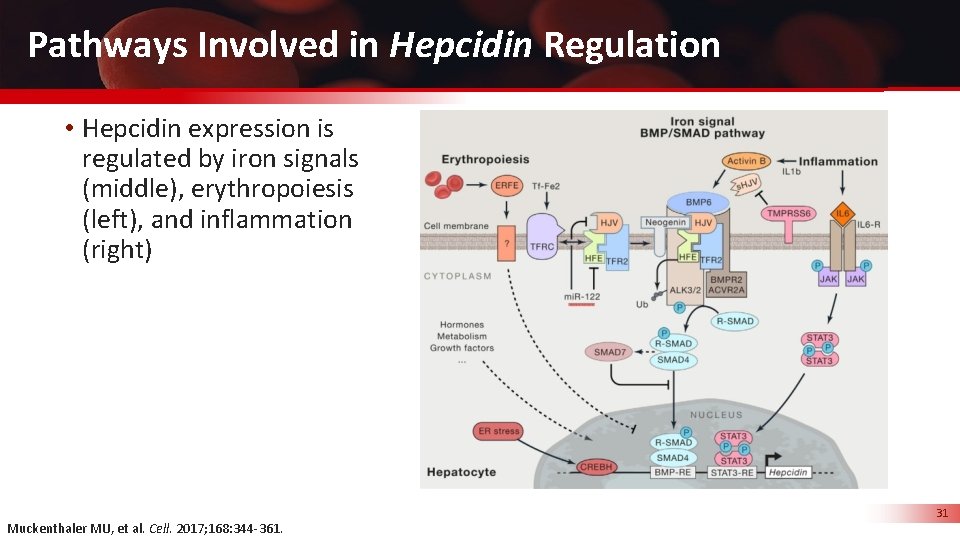 Pathways Involved in Hepcidin Regulation • Hepcidin expression is regulated by iron signals (middle),