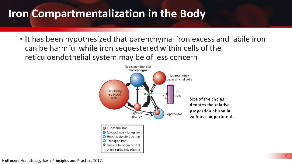 Iron Compartmentalization in the Body • It has been hypothesized that parenchymal iron excess