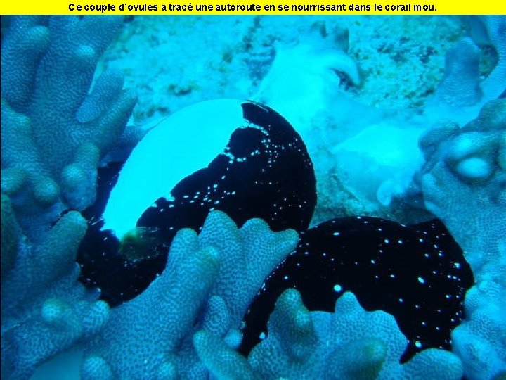 Ce couple d’ovules a tracé une autoroute en se nourrissant dans le corail mou.