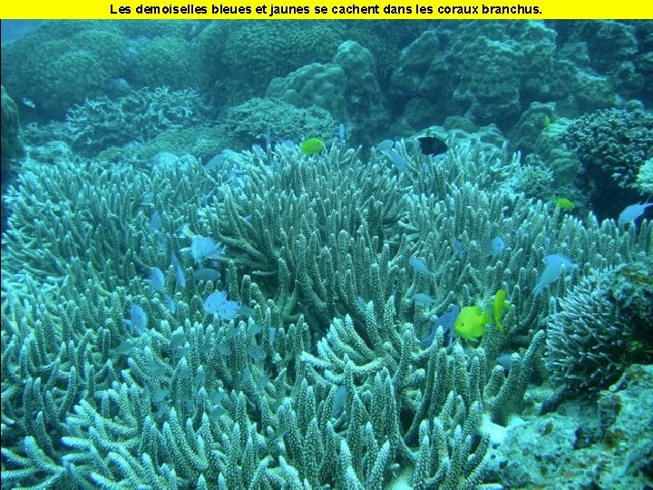 Les demoiselles bleues et jaunes se cachent dans les coraux branchus. 