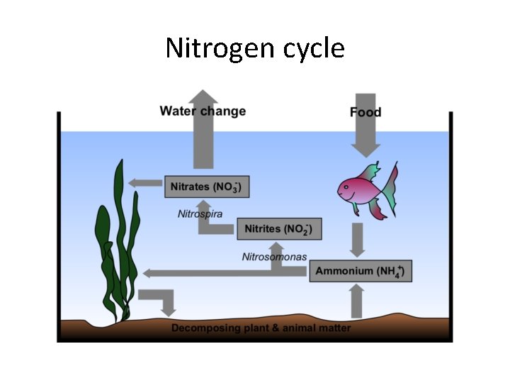 Nitrogen cycle 