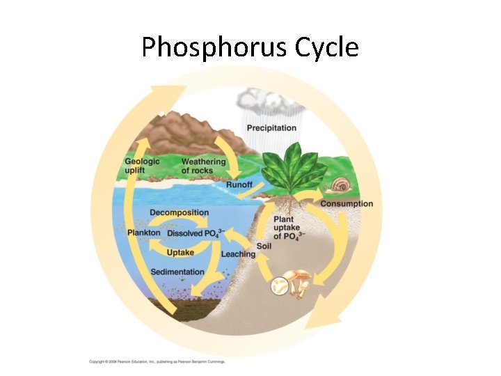 Phosphorus Cycle 