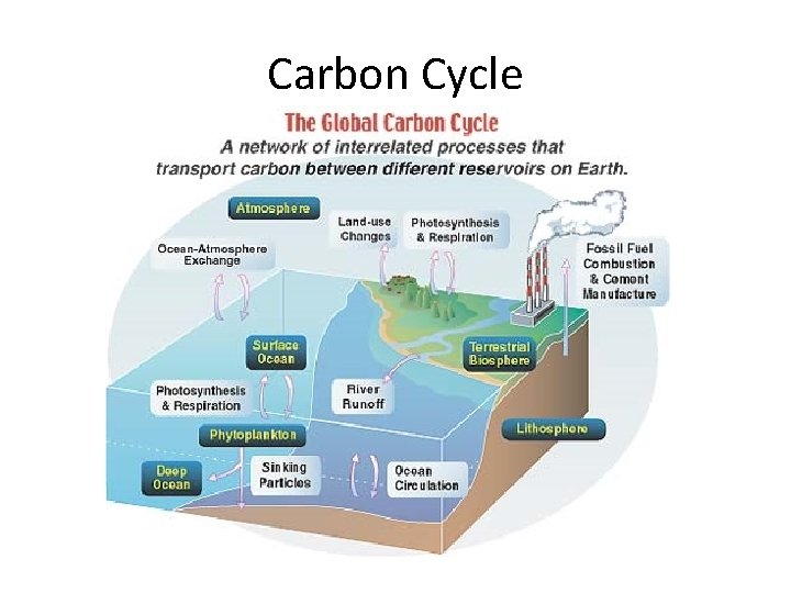 Carbon Cycle 