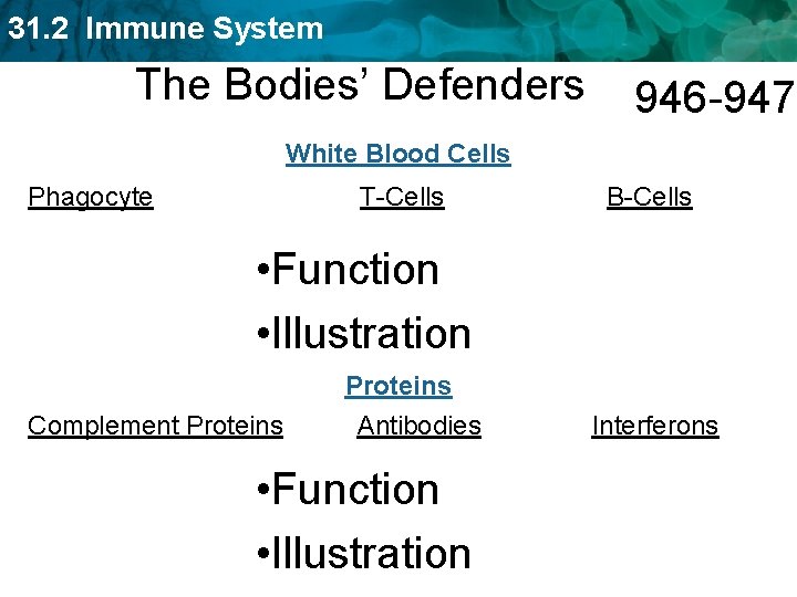 31. 2 Immune System The Bodies’ Defenders 946 -947 White Blood Cells Phagocyte T-Cells