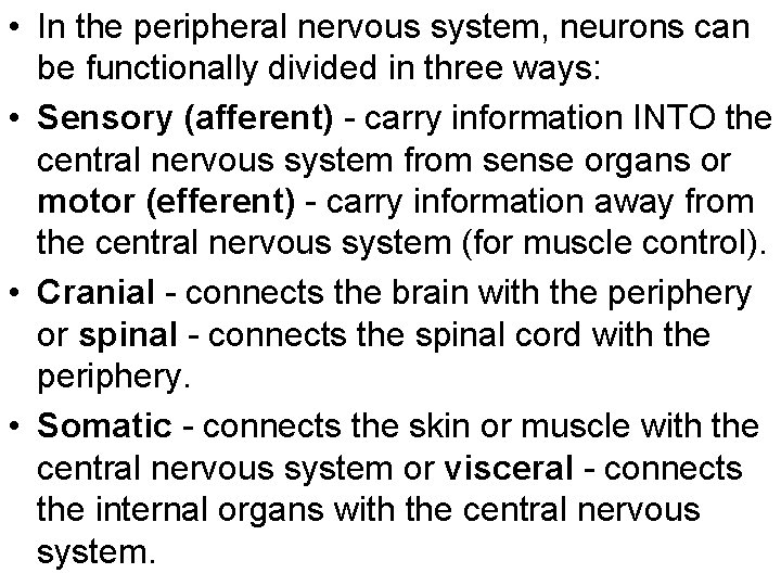 • In the peripheral nervous system, neurons can be functionally divided in three • In the peripheral nervous system, neurons can be functionally divided in three