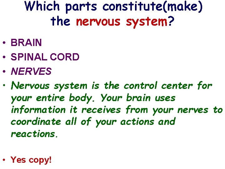 Which parts constitute(make) the nervous system? • • BRAIN SPINAL CORD NERVES Nervous system