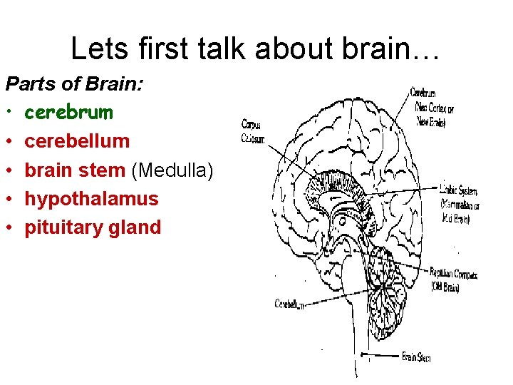 Lets first talk about brain… Parts of Brain: • cerebrum • cerebellum • brain Lets first talk about brain… Parts of Brain: • cerebrum • cerebellum • brain