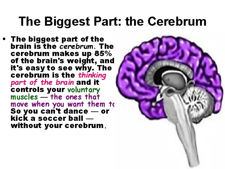 The Biggest Part: the Cerebrum • The biggest part of the brain is the