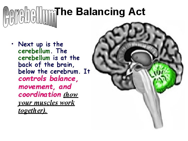The Balancing Act • Next up is the cerebellum. The cerebellum is at the The Balancing Act • Next up is the cerebellum. The cerebellum is at the
